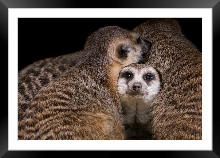 Baby Meerkat Framed Mounted Print by Abeselom Zerit