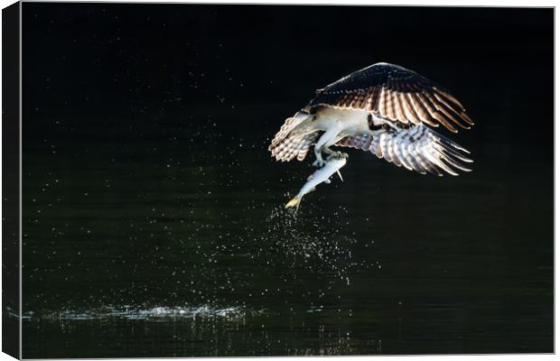 Osprey in Flight With Catch VIII Canvas Print by Abeselom Zerit