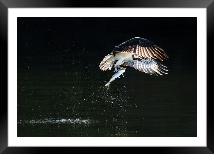 Osprey in Flight With Catch VIII Framed Mounted Print by Abeselom Zerit