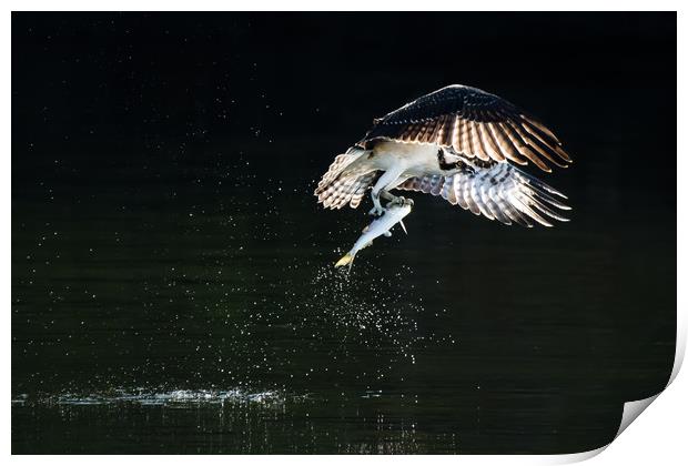 Osprey in Flight With Catch VIII Print by Abeselom Zerit