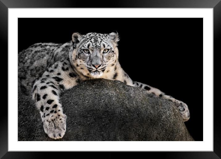 Snow Leopard XXII Framed Mounted Print by Abeselom Zerit