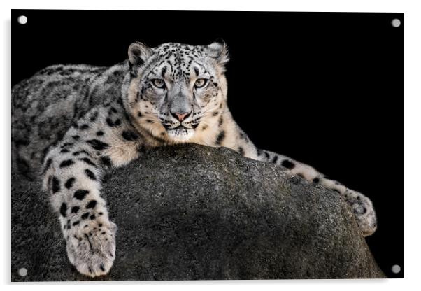 Snow Leopard XXII Acrylic by Abeselom Zerit