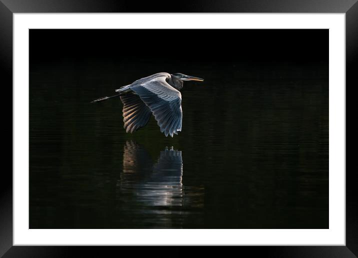 Great Blue Heron in Flight VIII Framed Mounted Print by Abeselom Zerit