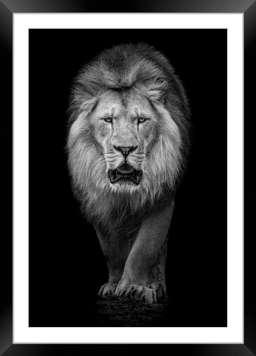 African Lion VII Framed Mounted Print by Abeselom Zerit