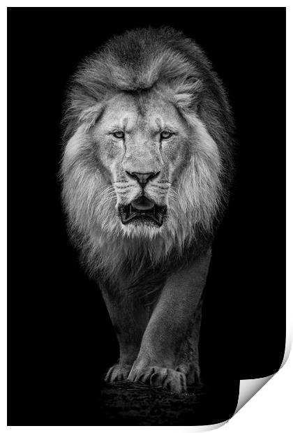 African Lion VII Print by Abeselom Zerit