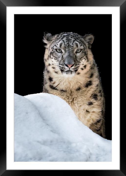 Sunbathing Snow Leopard Framed Mounted Print by Abeselom Zerit
