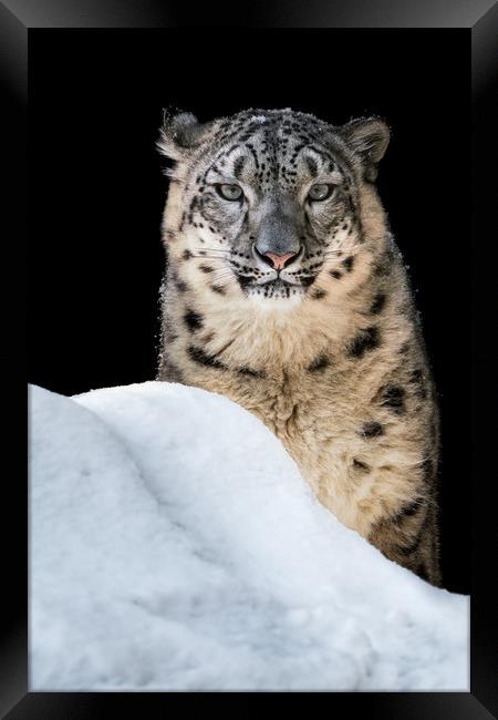 Sunbathing Snow Leopard Framed Print by Abeselom Zerit