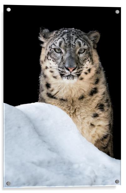 Sunbathing Snow Leopard Acrylic by Abeselom Zerit