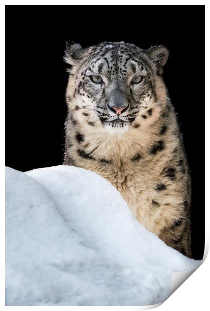 Sunbathing Snow Leopard Print by Abeselom Zerit
