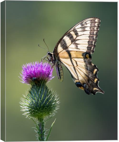 Tiger Swallowtail on Purple Thistle Canvas Print by Abeselom Zerit