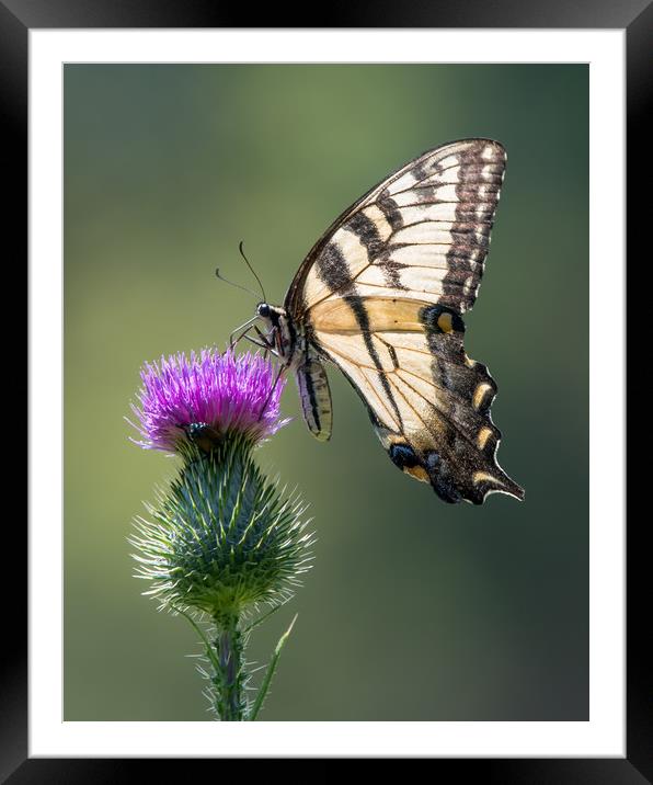 Tiger Swallowtail on Purple Thistle Framed Mounted Print by Abeselom Zerit