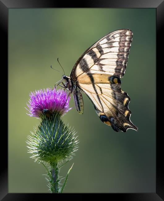 Tiger Swallowtail on Purple Thistle Framed Print by Abeselom Zerit