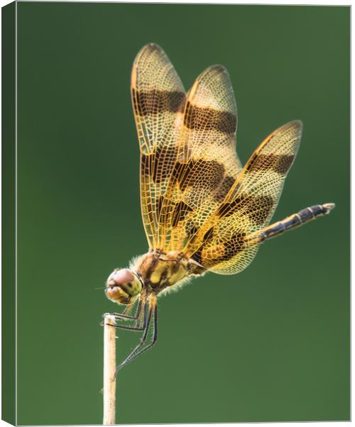 Halloween Pennant XIII Canvas Print by Abeselom Zerit