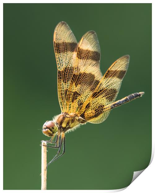 Halloween Pennant XIII Print by Abeselom Zerit