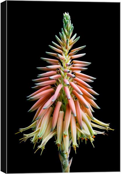 Cactus Bloom Canvas Print by Abeselom Zerit