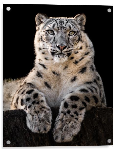 Sunbathing Snow Leopard III Acrylic by Abeselom Zerit