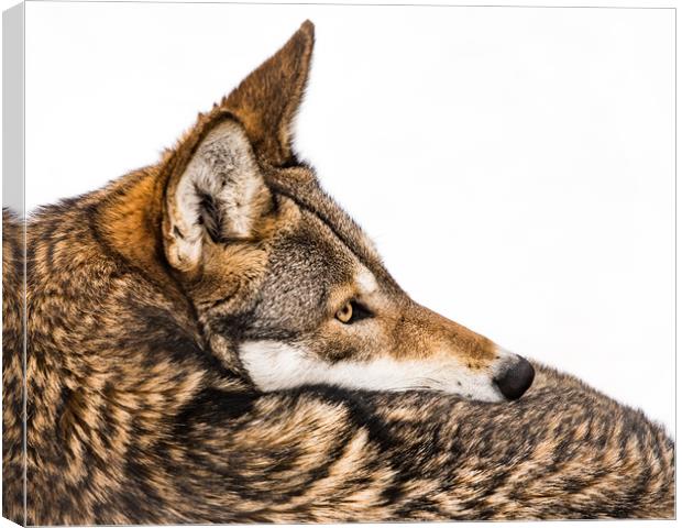 Red Wolf in Snow IX Canvas Print by Abeselom Zerit