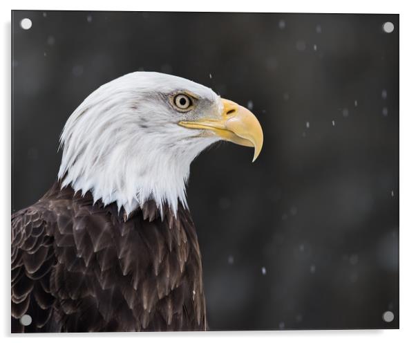 Bald Eagle in Snow II Acrylic by Abeselom Zerit