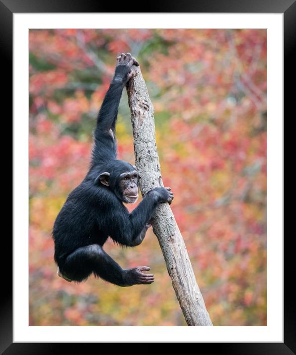 Climbing Chimp II Framed Mounted Print by Abeselom Zerit