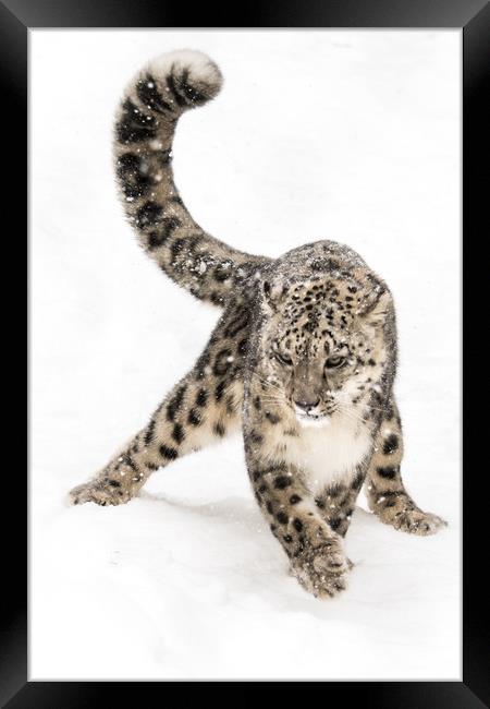 Snow Leopard on the Prowl VIII Framed Print by Abeselom Zerit