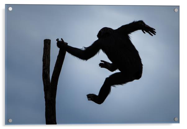 Swinging Chimp VII Acrylic by Abeselom Zerit