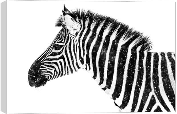 Zebra in Snow VII Canvas Print by Abeselom Zerit
