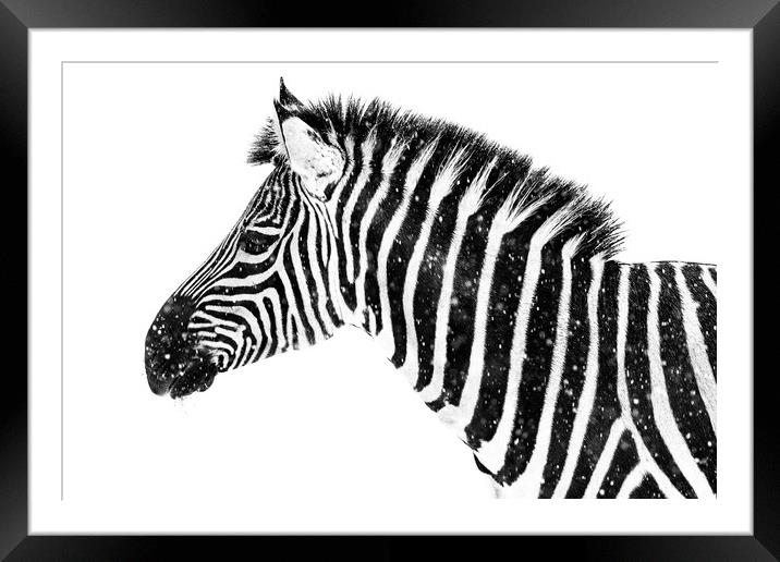 Zebra in Snow VII Framed Mounted Print by Abeselom Zerit