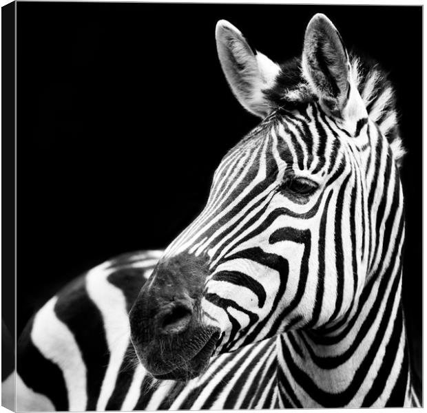 Zebra Closeup Canvas Print by Abeselom Zerit