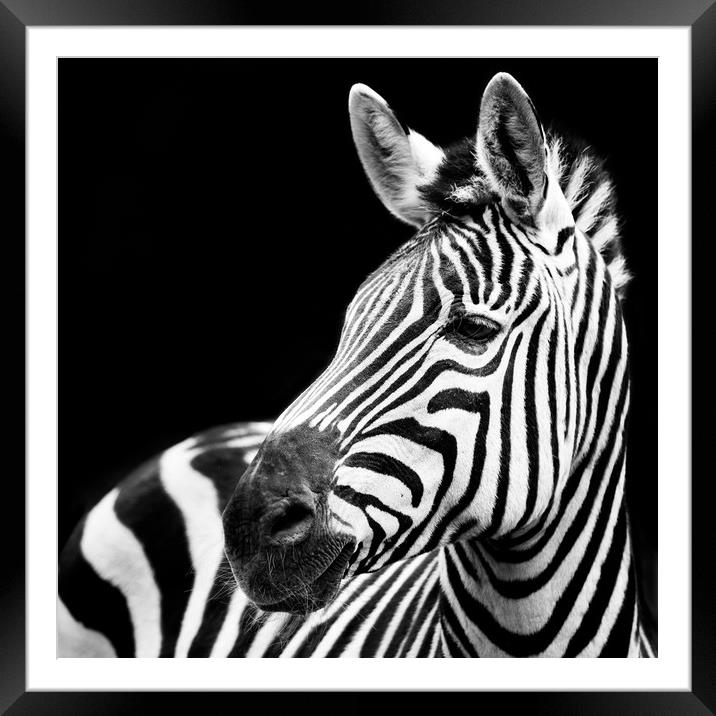 Zebra Closeup Framed Mounted Print by Abeselom Zerit