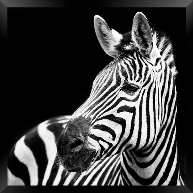 Zebra Closeup Framed Print by Abeselom Zerit