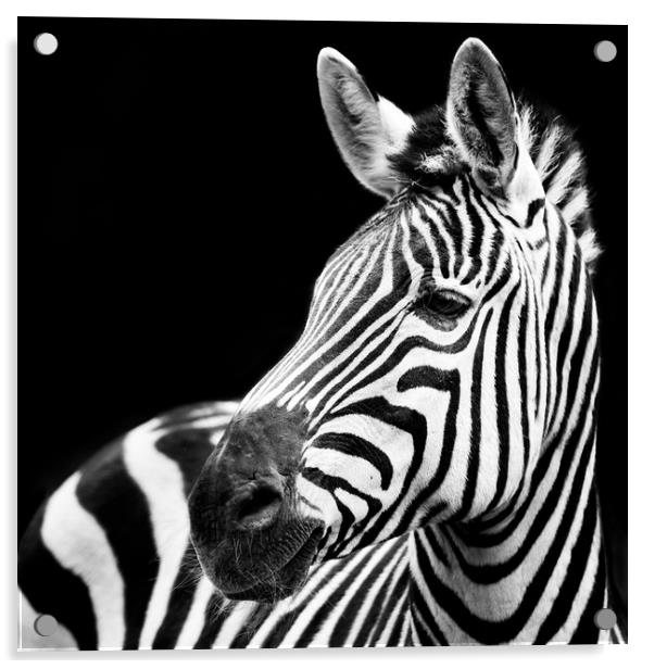 Zebra Closeup Acrylic by Abeselom Zerit