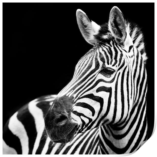 Zebra Closeup Print by Abeselom Zerit