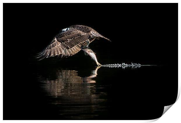 Osprey Takeoff IV Print by Abeselom Zerit