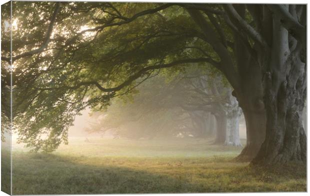 Misty Beeches Canvas Print by David Neighbour