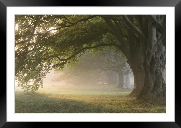 Misty Beeches Framed Mounted Print by David Neighbour