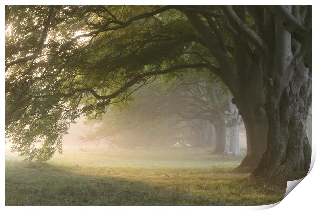 Misty Beeches Print by David Neighbour