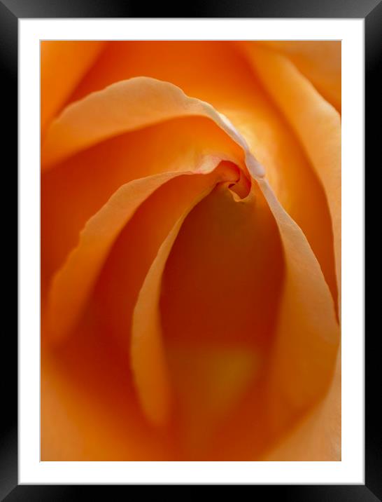 Rose Abstract Framed Mounted Print by Kelly Bailey