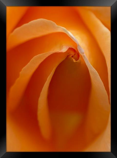 Rose Abstract Framed Print by Kelly Bailey