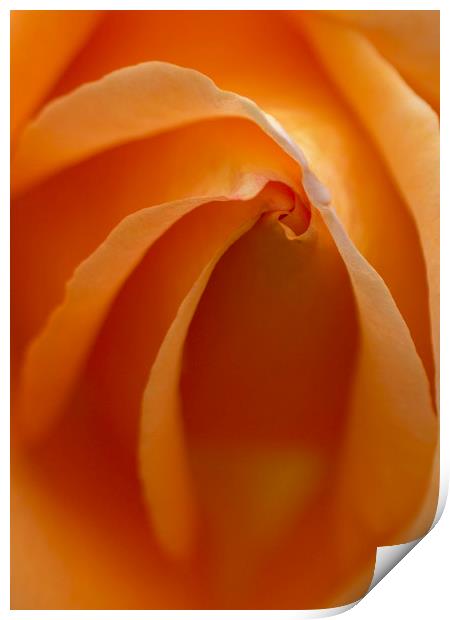 Rose Abstract Print by Kelly Bailey