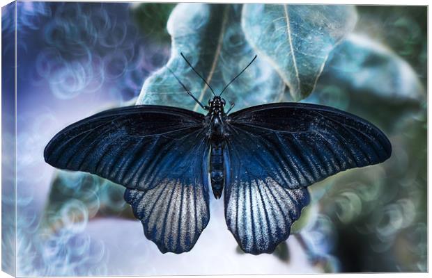 Blue butterfly, Great Yellow Mormon. Canvas Print by Karina Knyspel