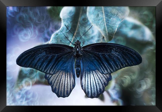 Blue butterfly, Great Yellow Mormon. Framed Print by Karina Knyspel