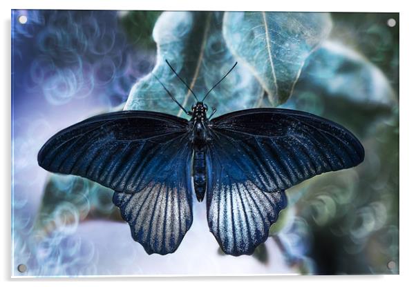 Blue butterfly, Great Yellow Mormon. Acrylic by Karina Knyspel