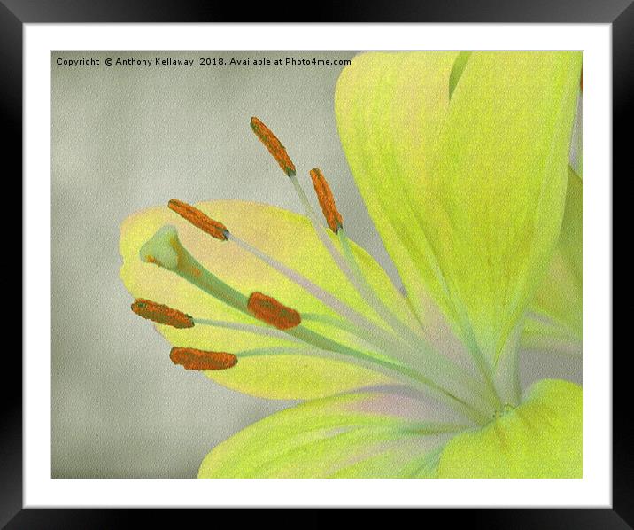    Yellow Lily                             Framed Mounted Print by Anthony Kellaway