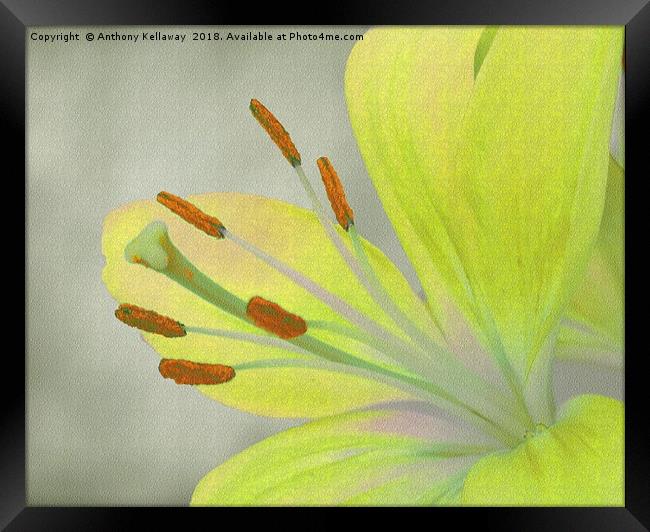    Yellow Lily                             Framed Print by Anthony Kellaway