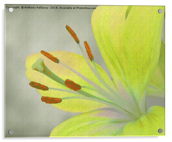    Yellow Lily                             Acrylic by Anthony Kellaway