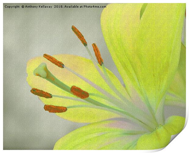    Yellow Lily                             Print by Anthony Kellaway