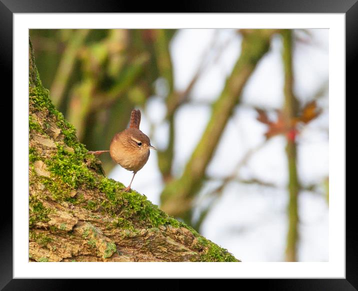 Wren in the morning sun Framed Mounted Print by Jonathan Thirkell