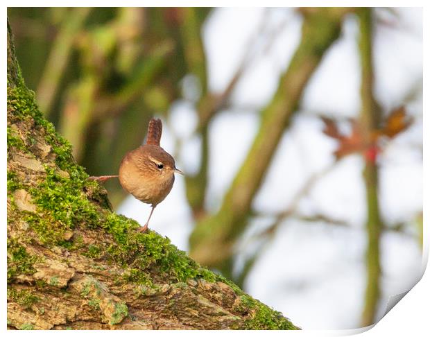Wren in the morning sun Print by Jonathan Thirkell