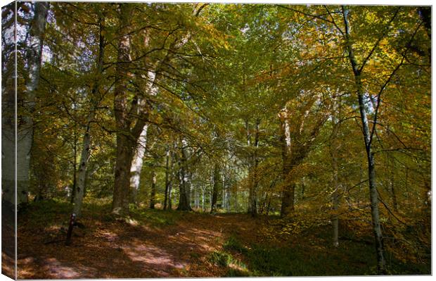 Autumn in the Woods Canvas Print by Jacqi Elmslie