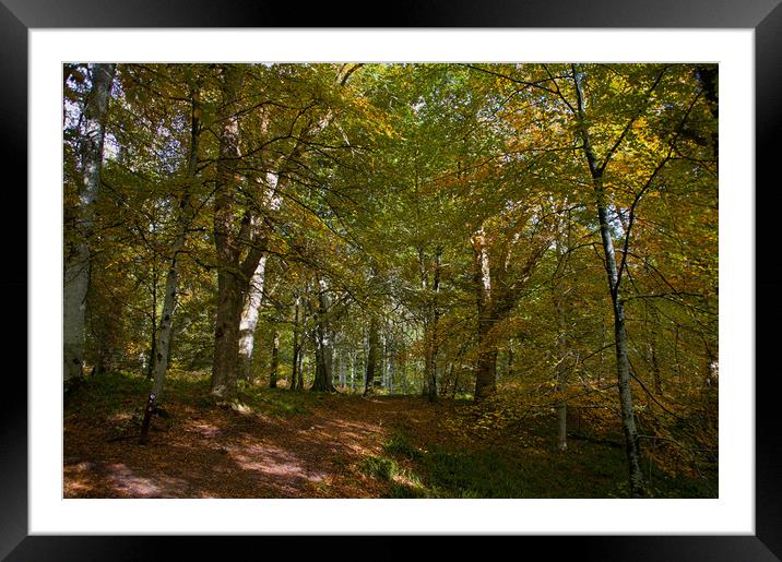 Autumn in the Woods Framed Mounted Print by Jacqi Elmslie